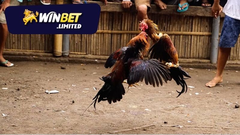 Các tính năng nổi bật của đá gà online Winbet